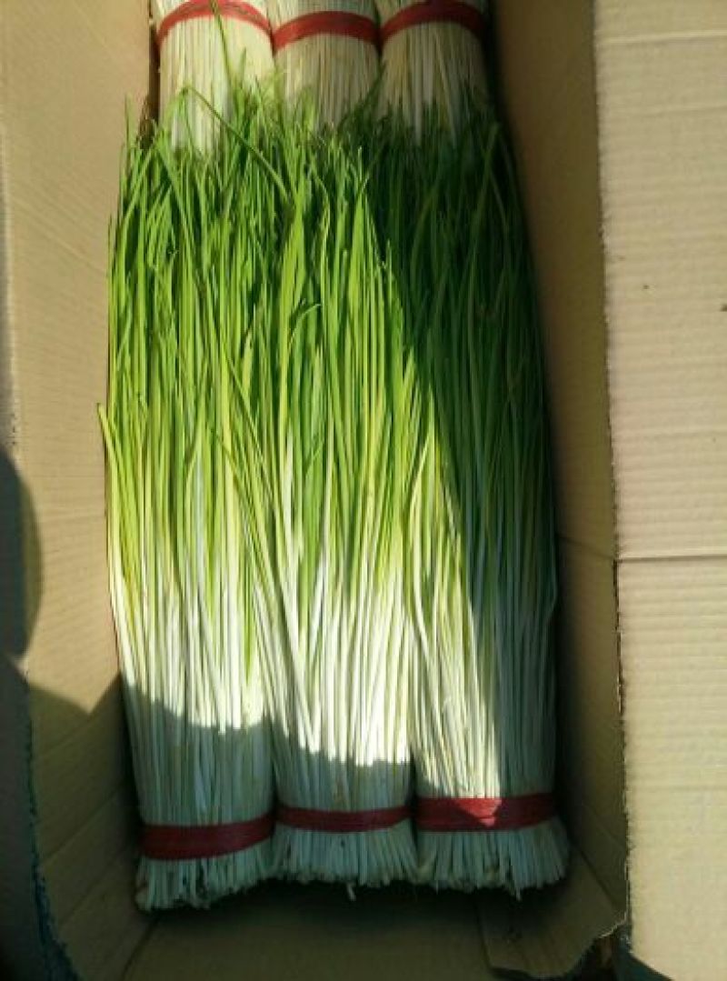 蒜黄40~50cm