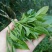 古树普洱茶特级