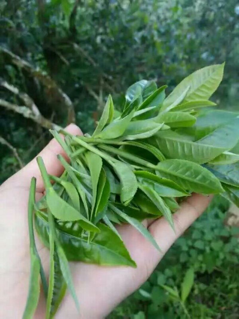 古树普洱茶特级
