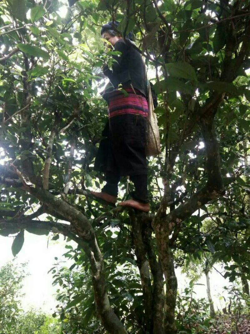 古树普洱茶特级