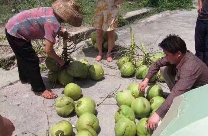 海南椰子青椰抛光椰皇