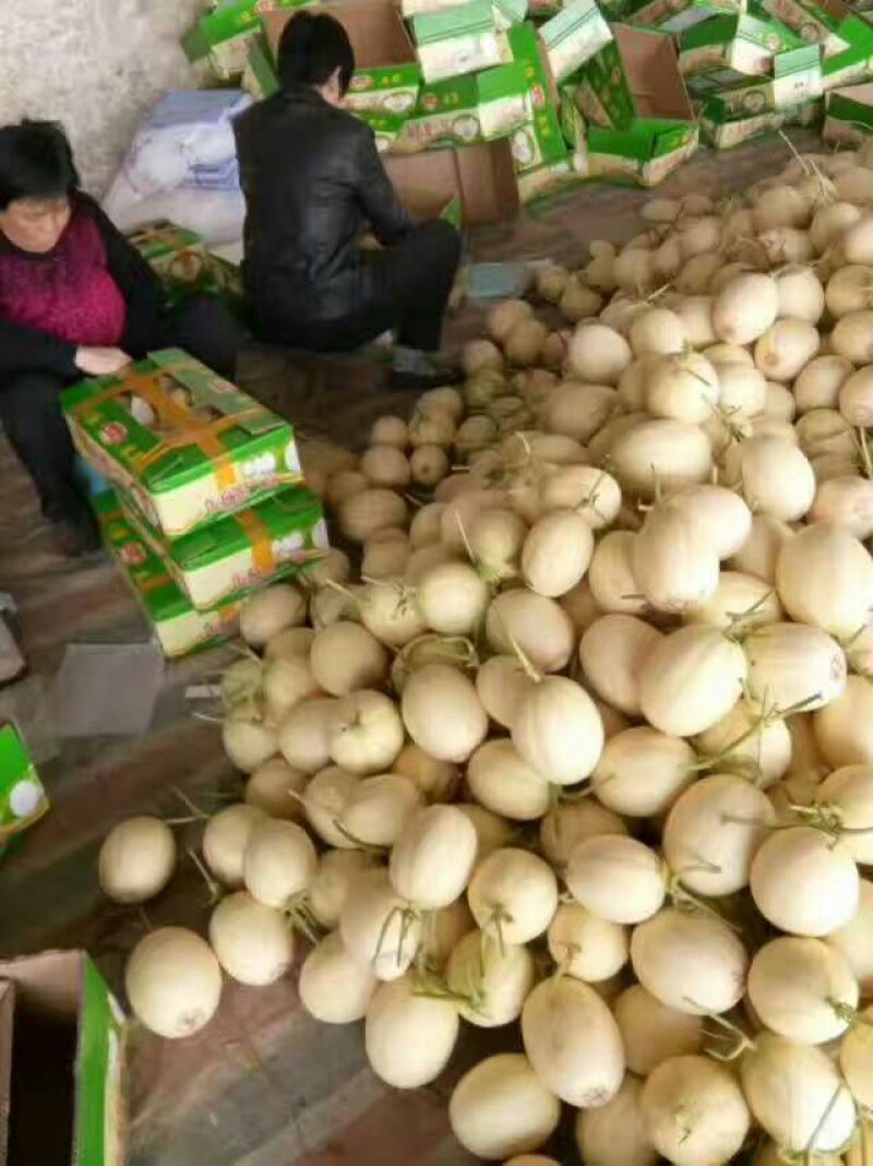 东方蜜1号甜瓜，1斤以上莘县产地专业代办，精品货源价格优