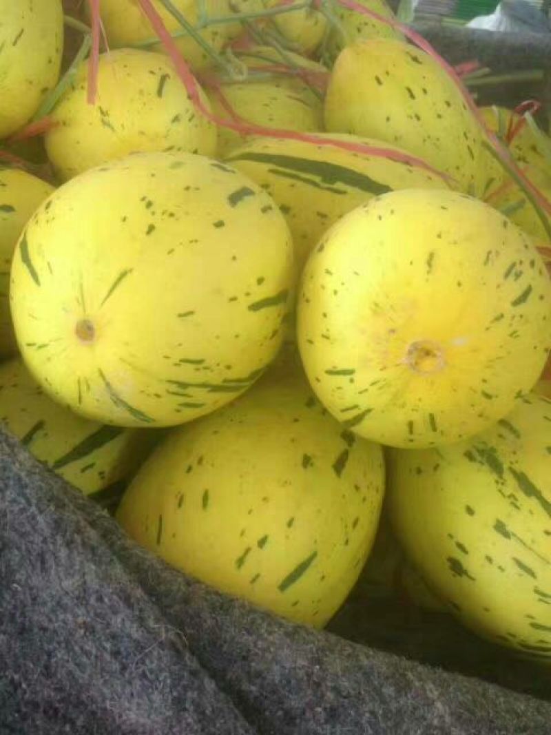 花蕾甜瓜，0.5斤以上精品冰淇淋口感，产地一手货源无中间