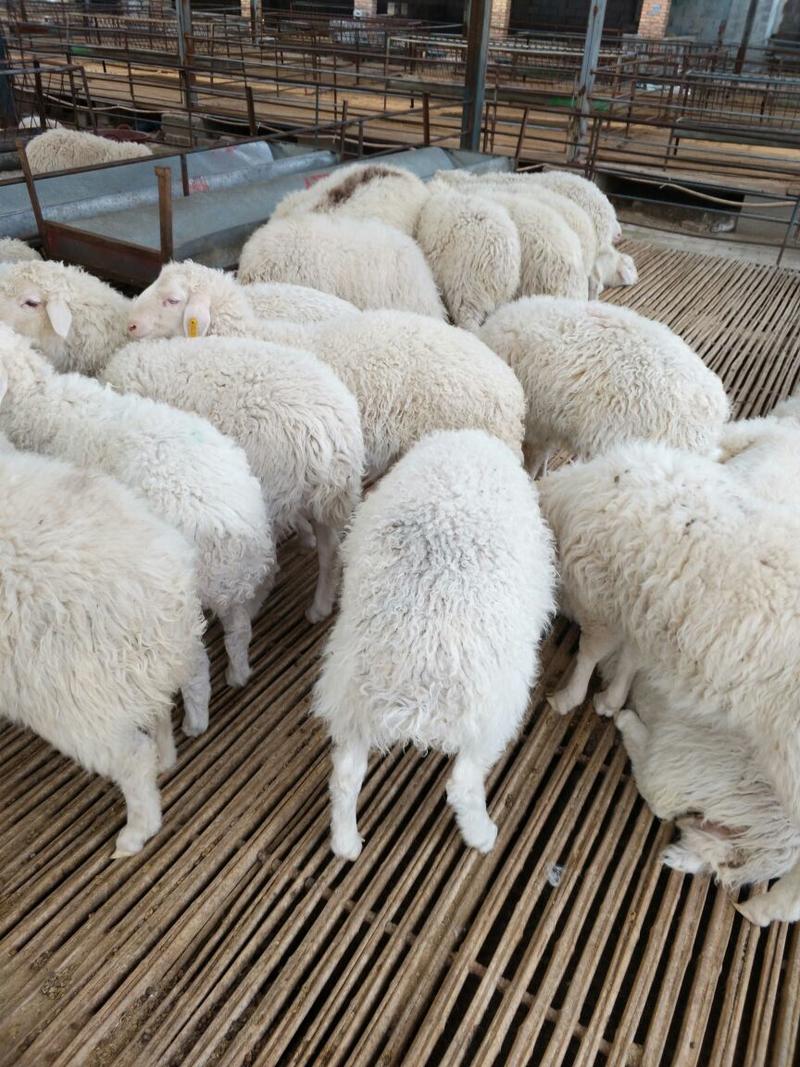 育肥羊羔价格免费送货货到付款《诚信单位》