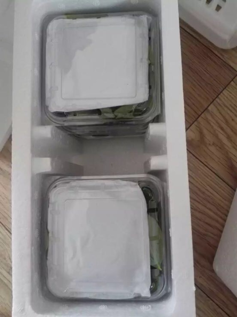 南高丛蓝莓