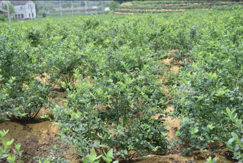 南高丛蓝莓