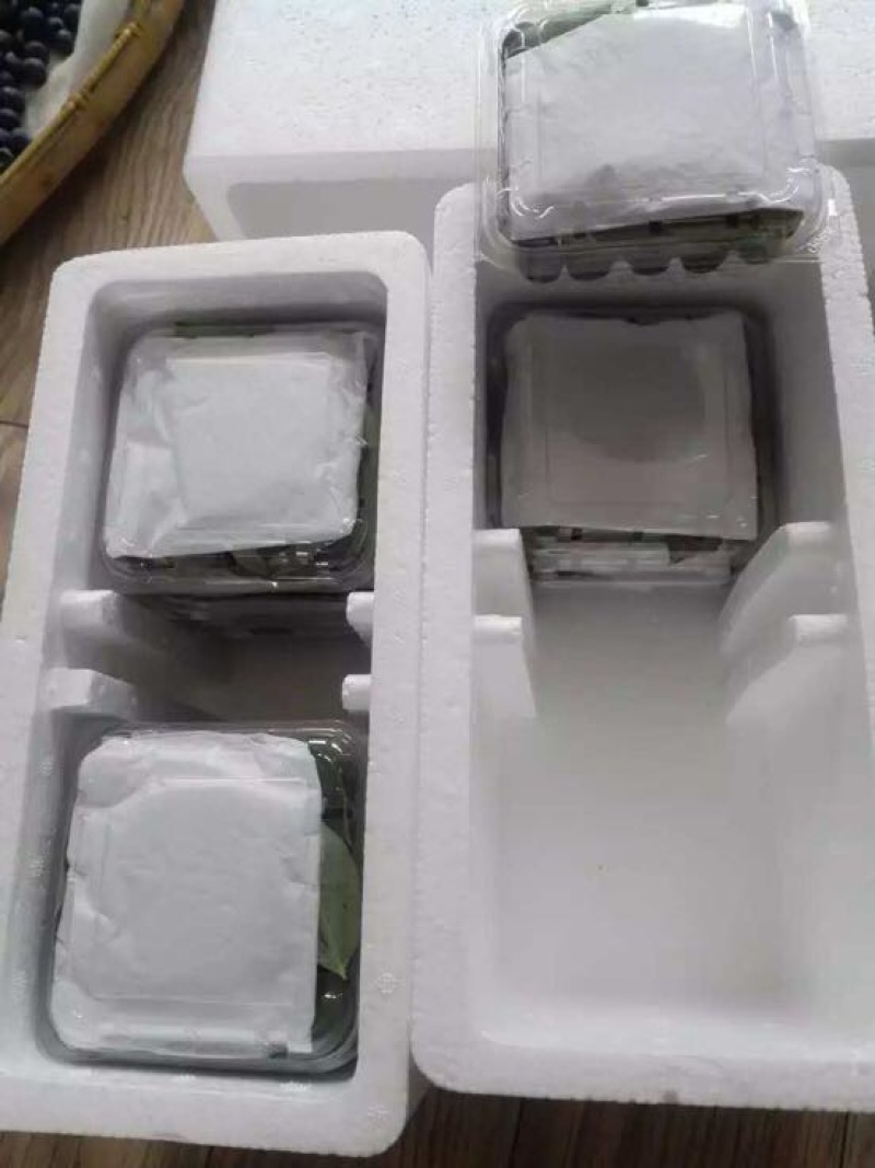 南高丛蓝莓