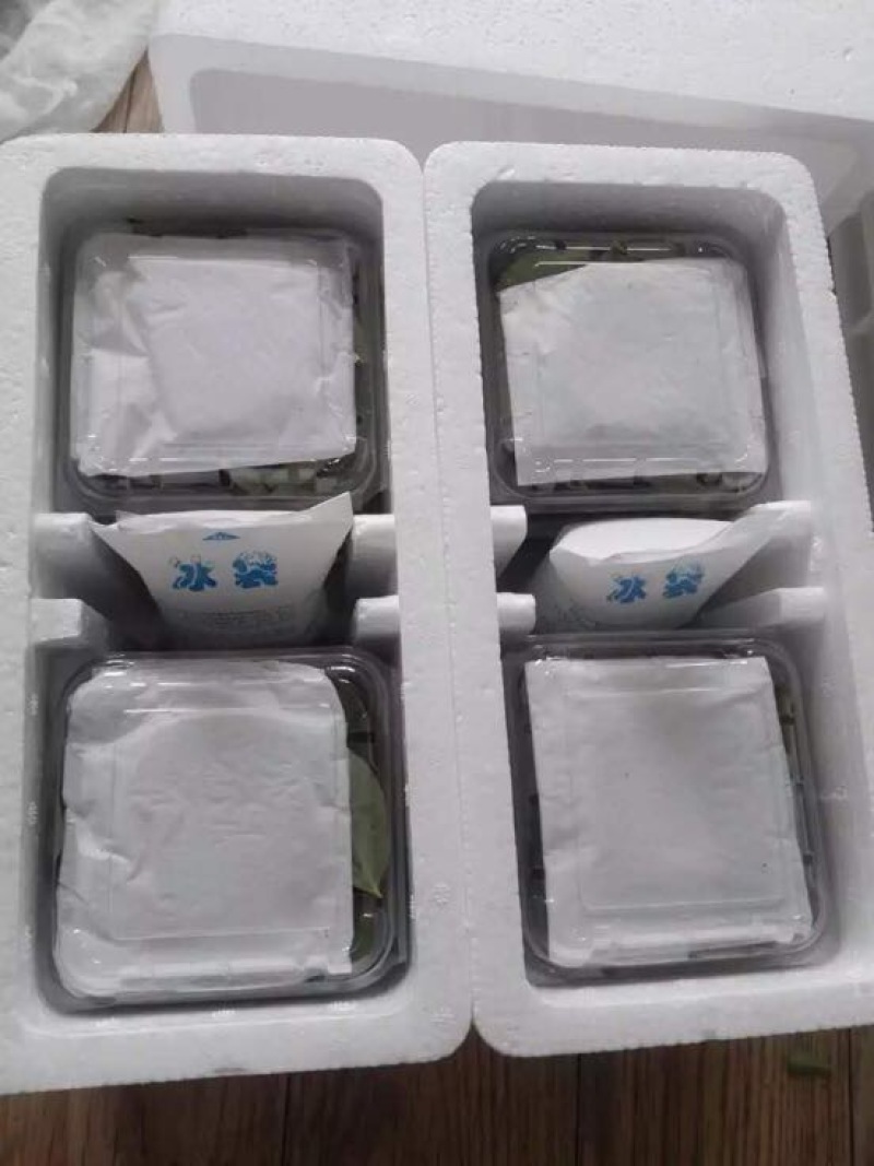 南高丛蓝莓