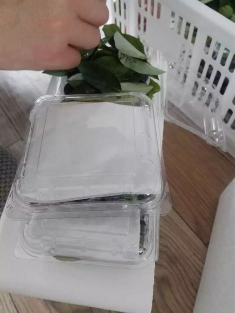 南高丛蓝莓