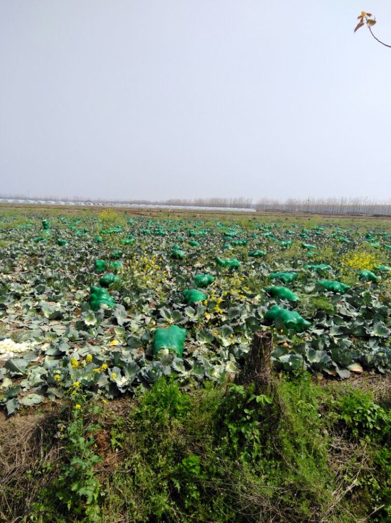 奥奇娜甘蓝，大扁包，京丰一号专业做贸易出口