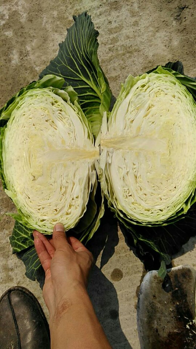 奥奇娜甘蓝，大扁包，京丰一号专业做贸易出口