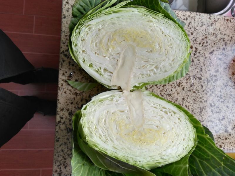 莲花白，松包，软包，大头菜，扁包菜，铁头菜，甘南