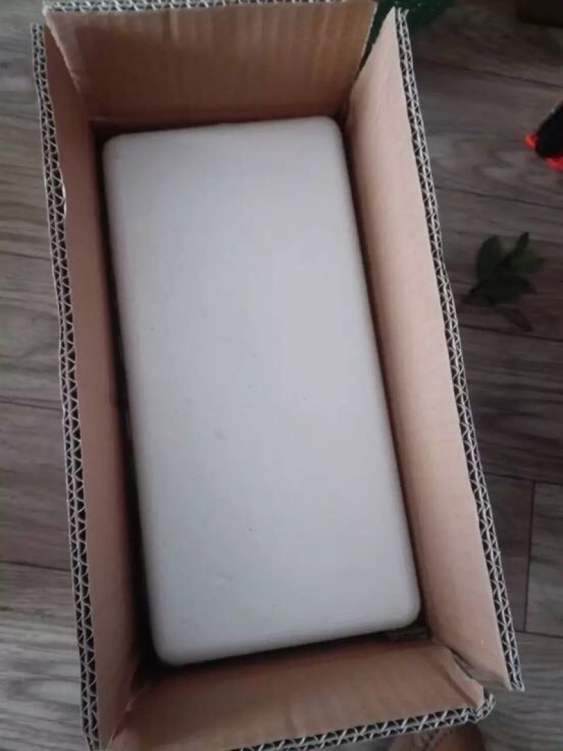 南高丛蓝莓