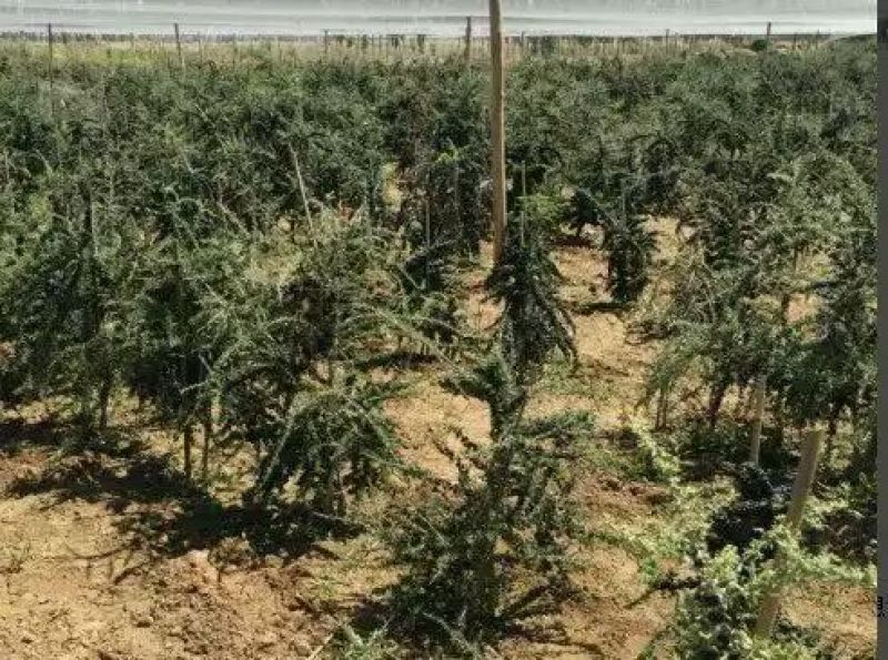 黑枸杞苗3年