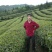川茶一级