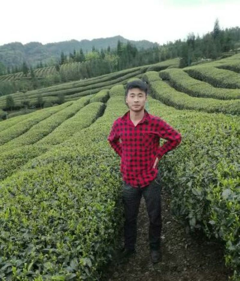 川茶一级