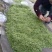 川茶一级