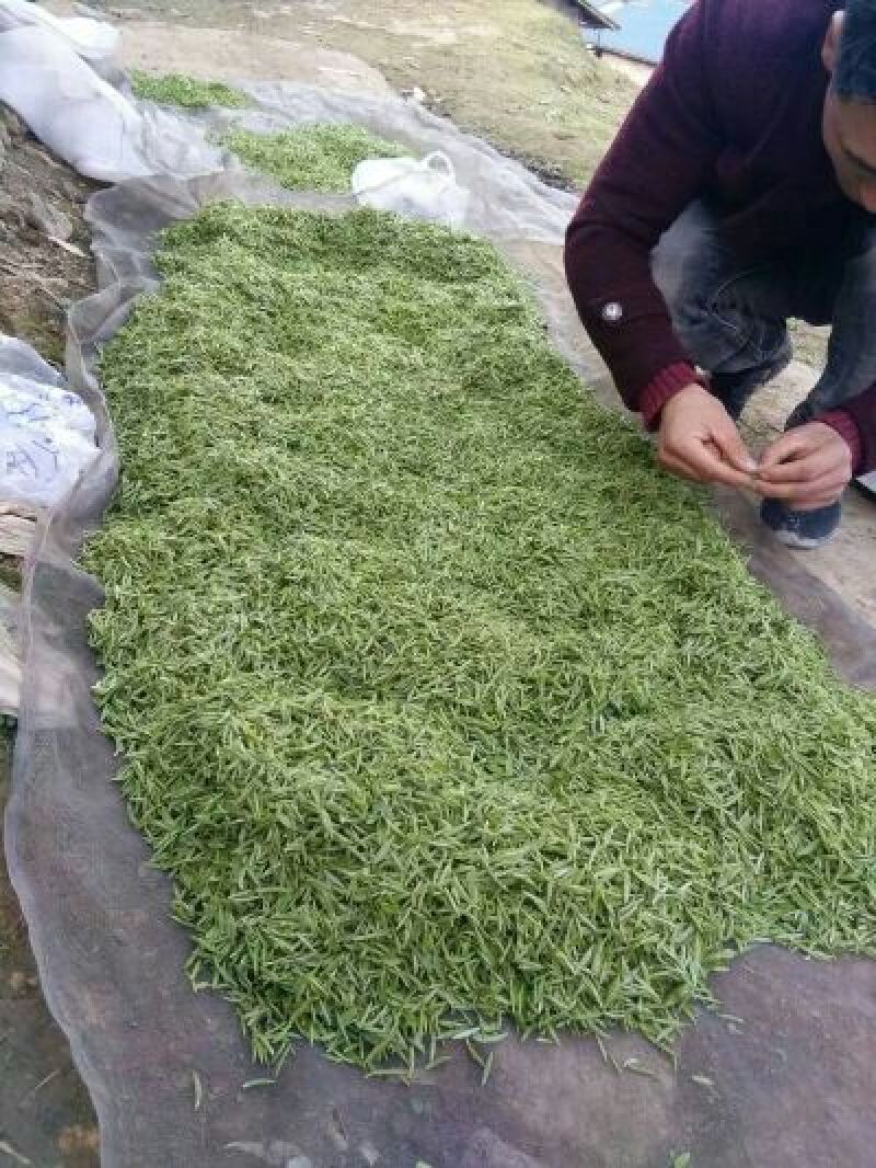 川茶一级