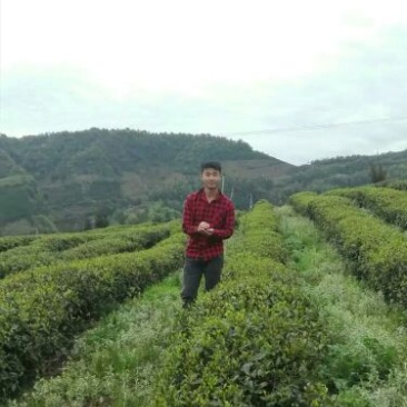 川茶一级