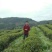 川茶一级