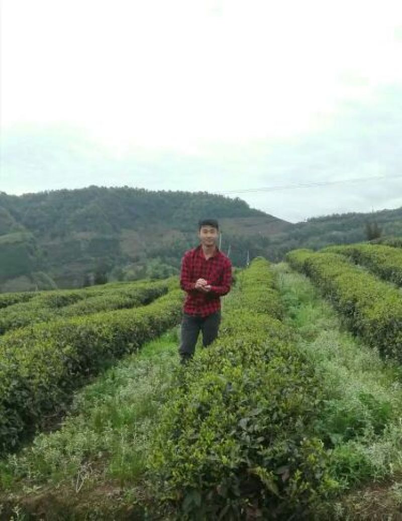 川茶一级