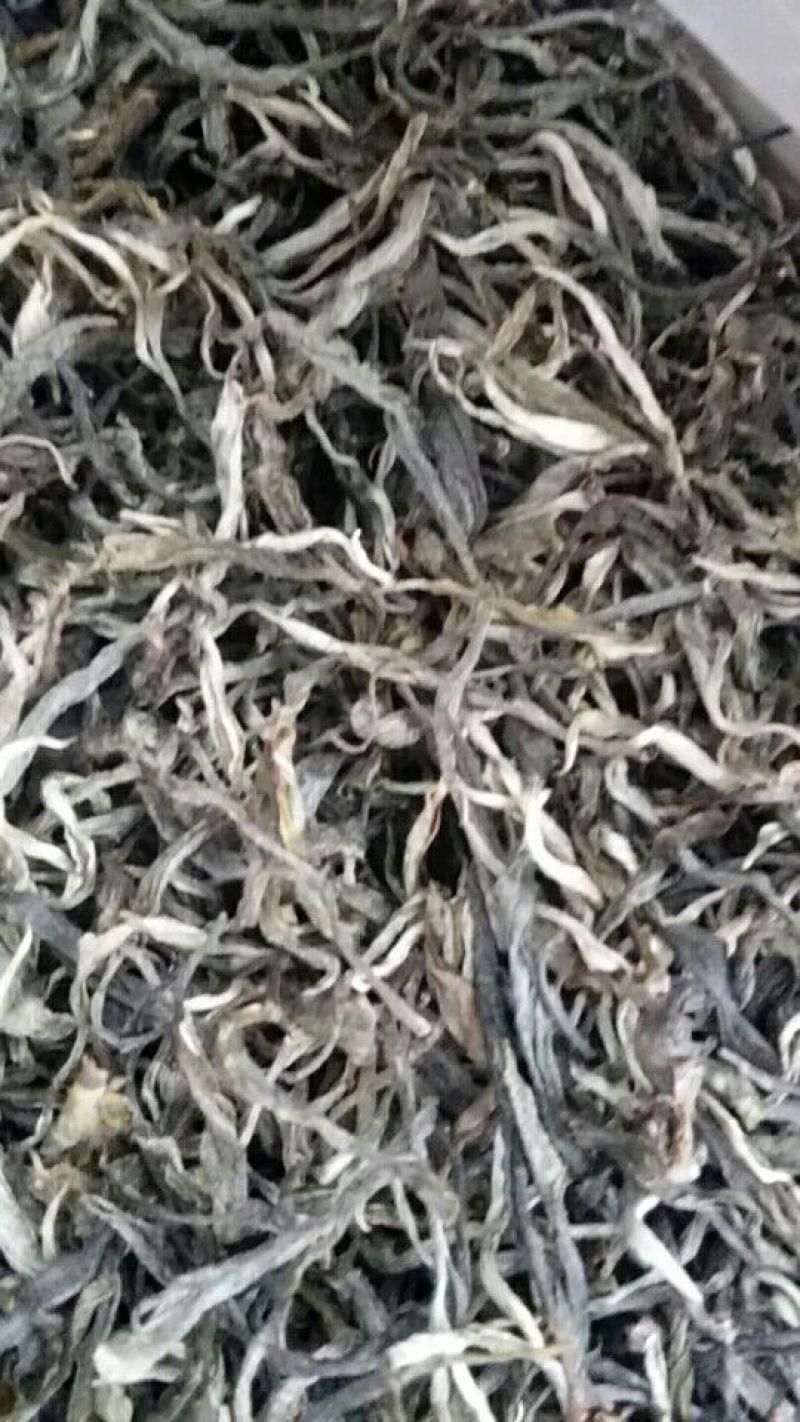 普洱绿茶