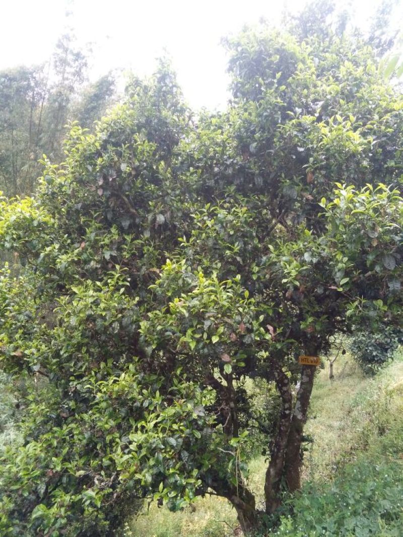 普洱绿茶