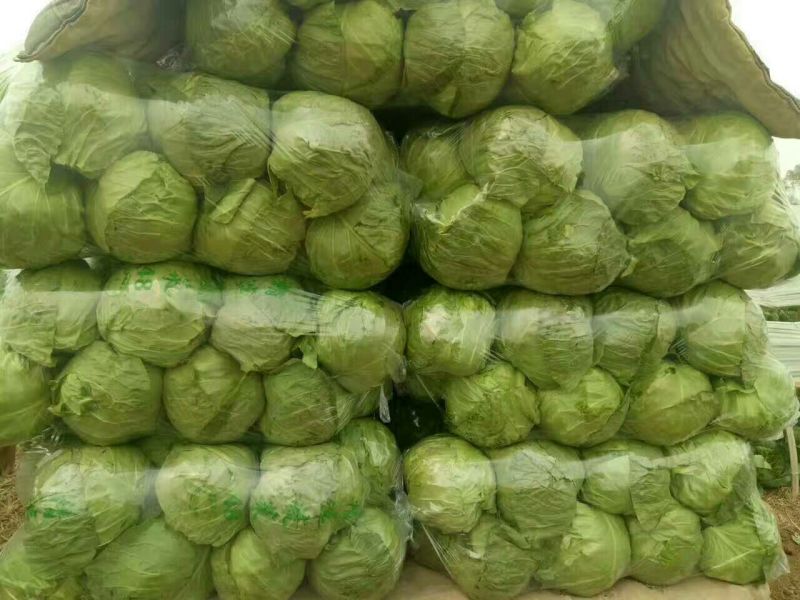 精品甘蓝大量上市产地直发品质保证，欢迎各位老板前来选购。