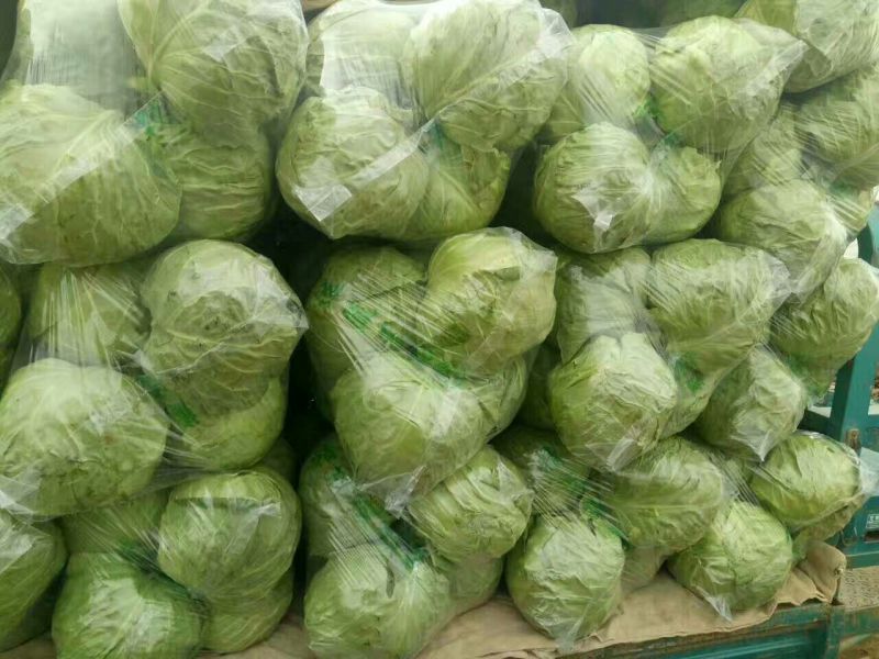 精品甘蓝大量上市产地直发品质保证，欢迎各位老板前来选购。