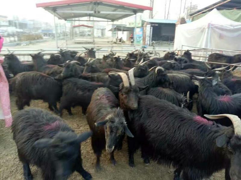 黑山羊种羊羊价格免费送货货到付款《诚信单位》