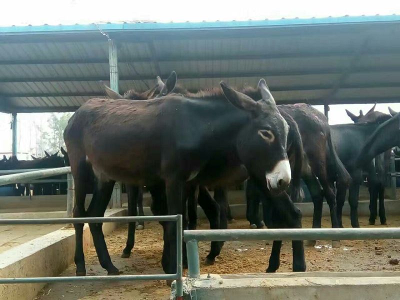 肉驴苗价格免费送货货到付款自由挑选