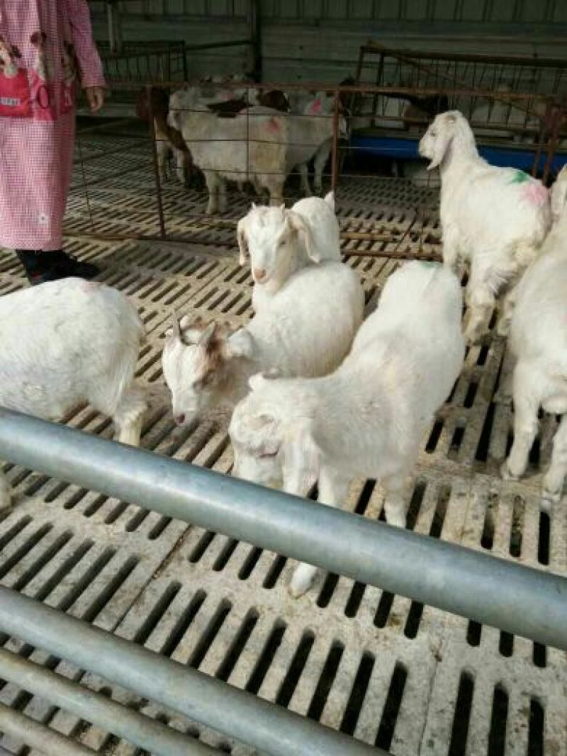 羊仔免费送货赠送铡草机自由挑选报销路费