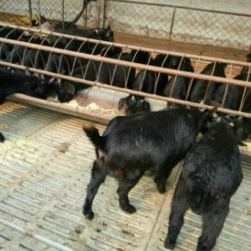 羊仔免费送货赠送铡草机自由挑选报销路费