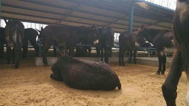 肉驴200~400斤