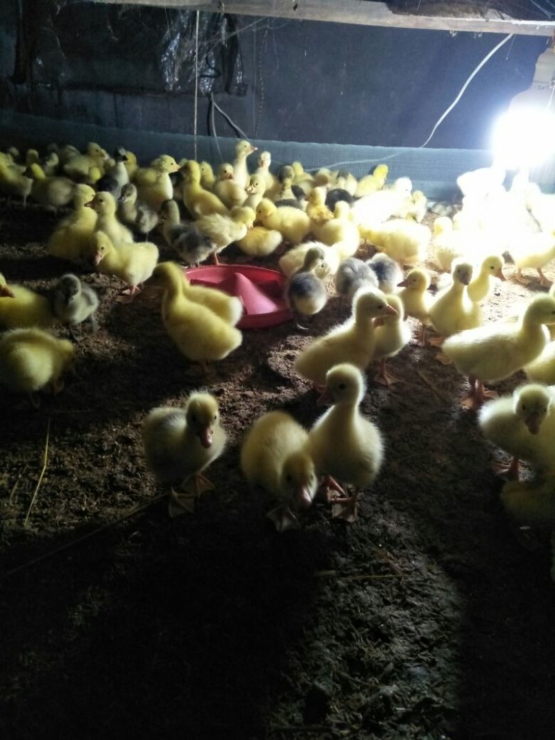 鹅苗250g以下