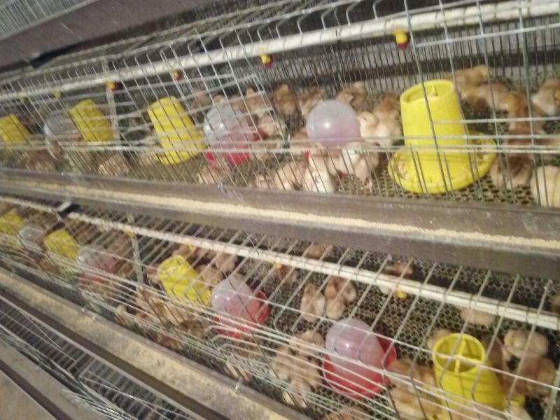 K9鸡苗500克以下脱温苗