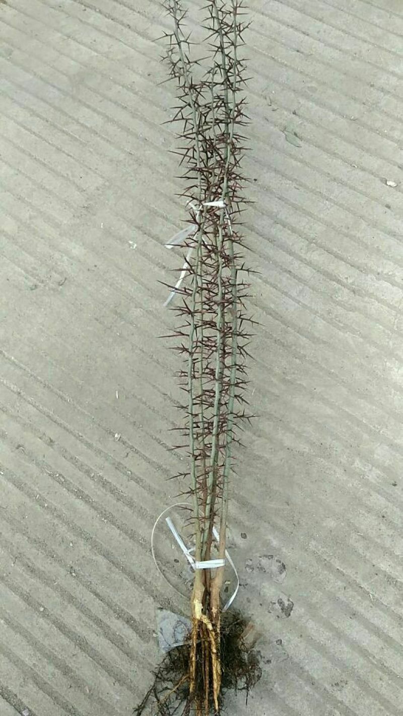 皂角刺1级