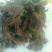 香椿芽10cm以下