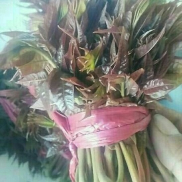 香椿芽10cm以下