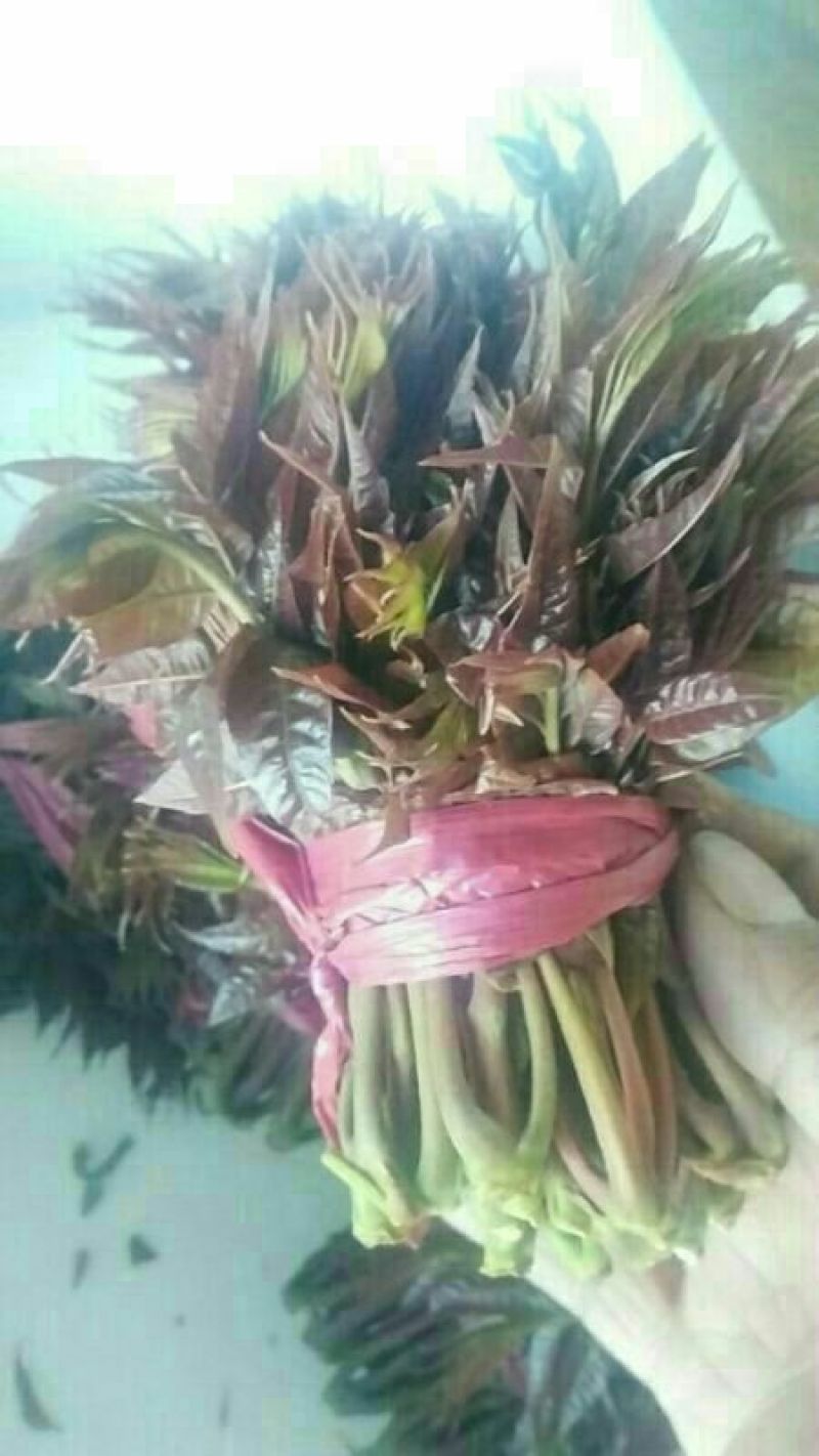 香椿芽10cm以下