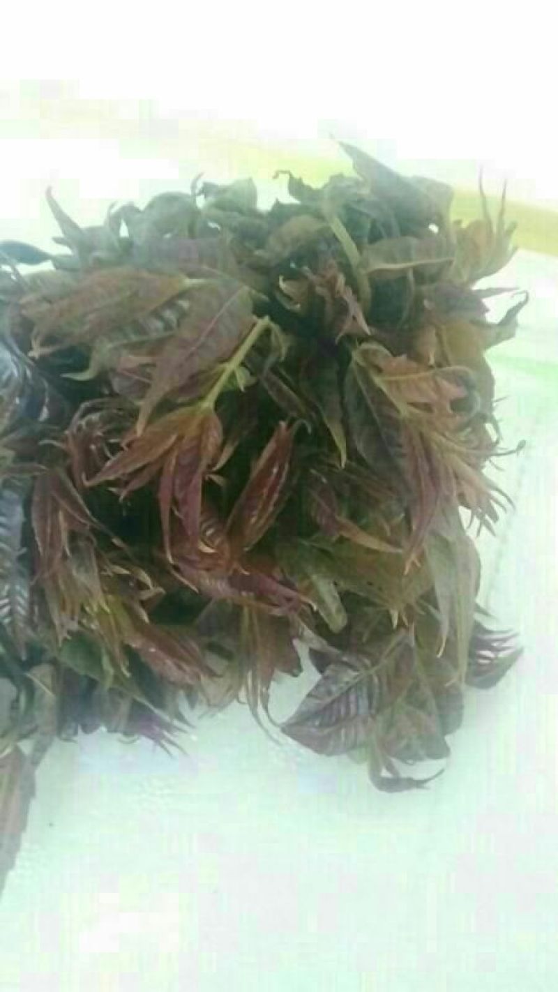香椿芽10cm以下