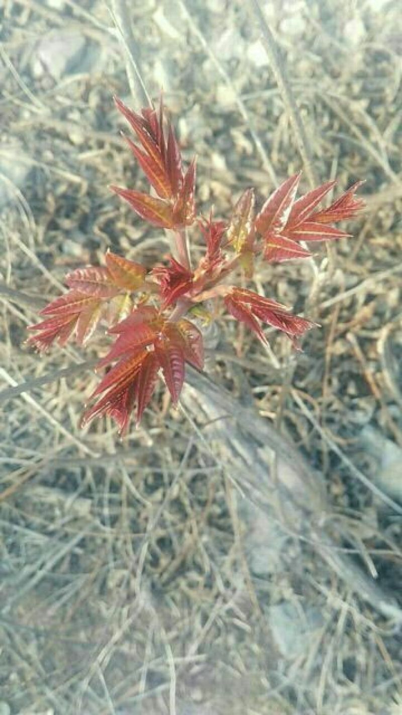 香椿芽10cm以下