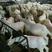 波尔山羊种羊30~50斤