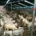 波尔山羊种羊30~50斤