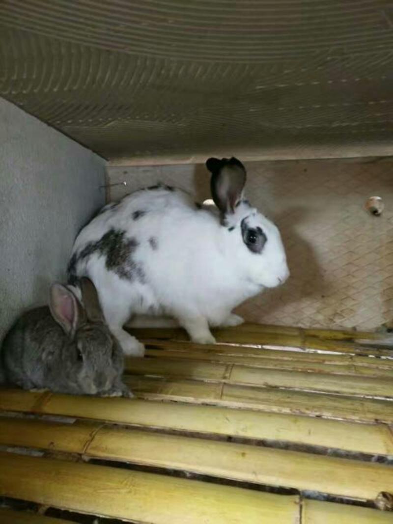 肉兔种兔1~2kg
