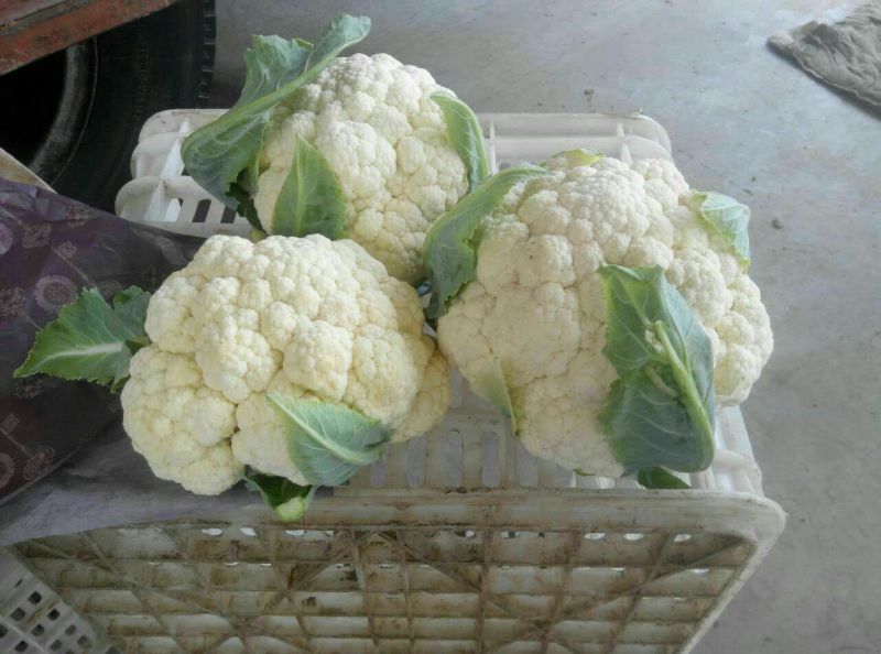白花菜散装