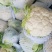 白花菜散装