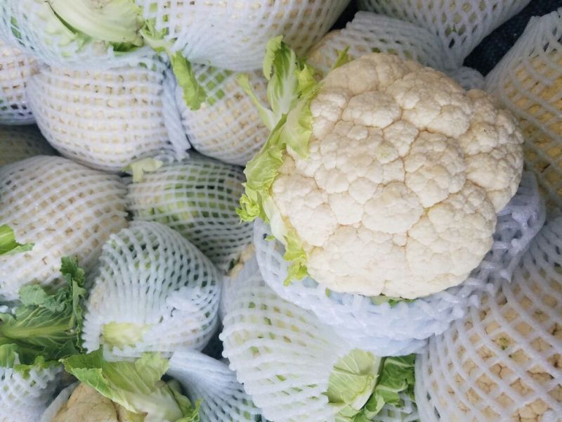 白花菜散装
