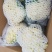 白花菜散装