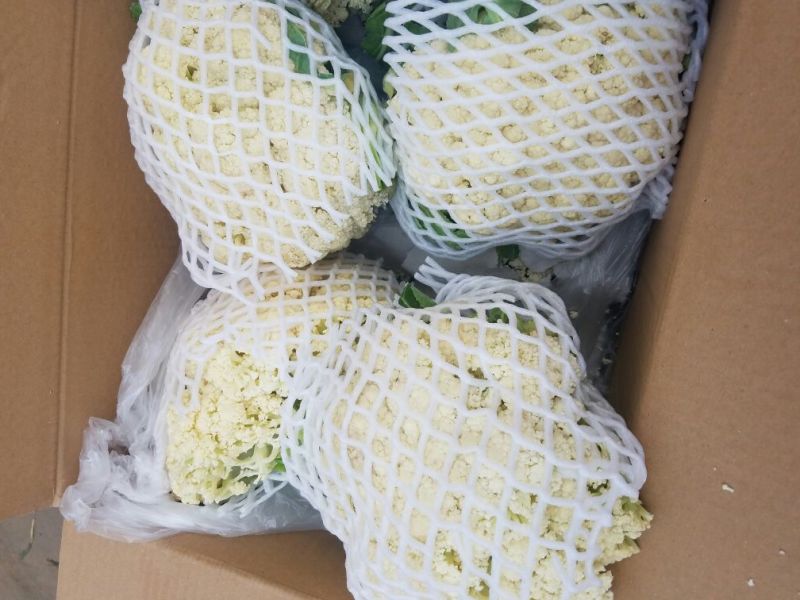 白花菜散装